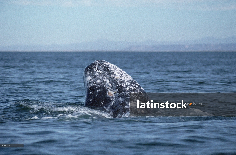 Ballena gris (Eschrichtius robustus) dos, Laguna San Ignacio, Baja California, México