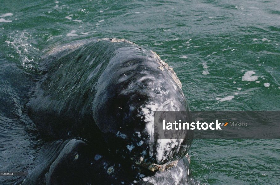 Ballena gris (Eschrichtius robustus) dos, Laguna San Ignacio, Baja California, México