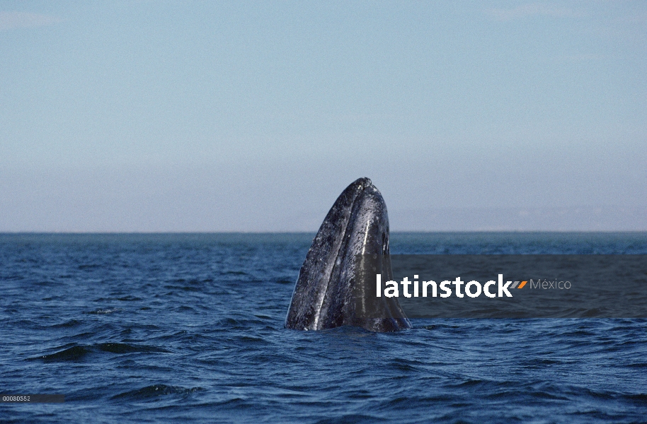 Ballena gris (Eschrichtius robustus) dos, Laguna San Ignacio, Baja California, México