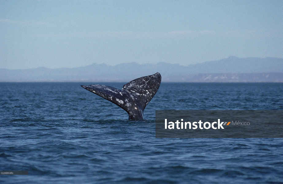 Ballena gris (Eschrichtius robustus) cola, Laguna San Ignacio, Baja California, México