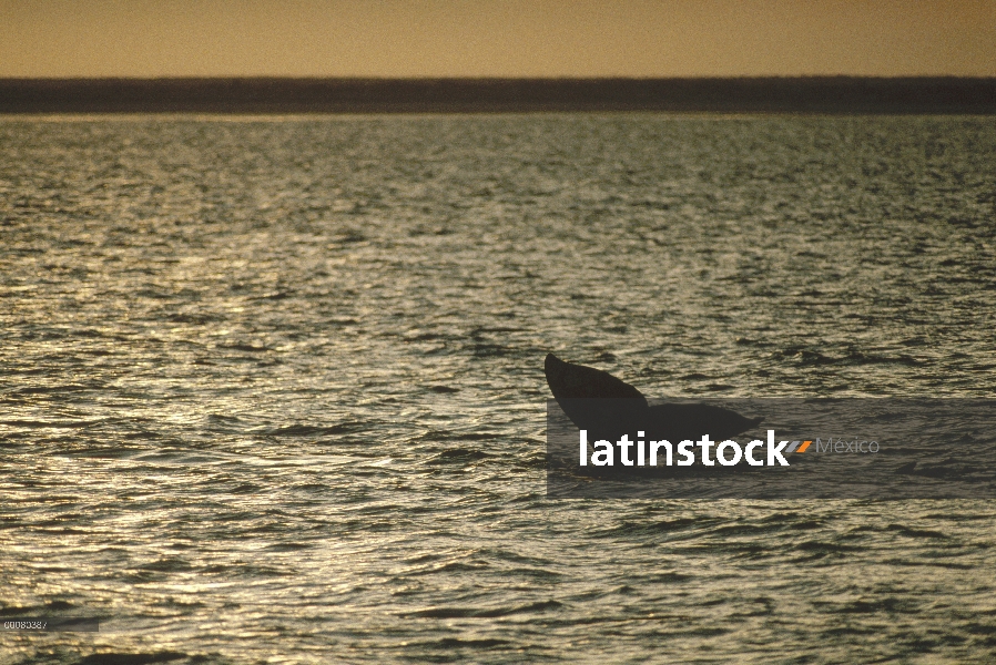 Cola de la ballena gris (Eschrichtius robustus) al atardecer, Baja California, México