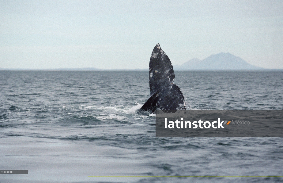 Ballena gris (Eschrichtius robustus) cola, Laguna San Ignacio, Baja California, México