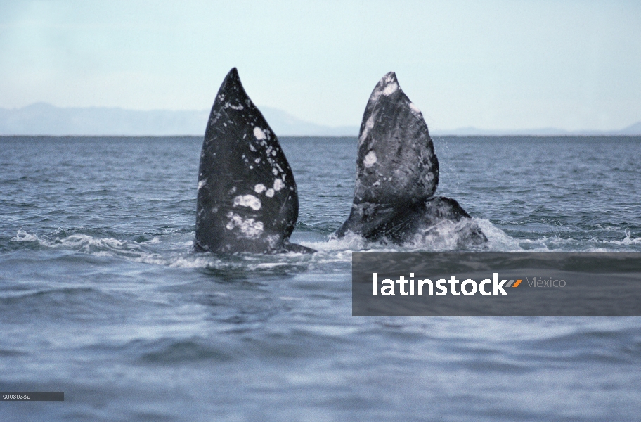 Gris dos colas de ballena (Eschrichtius robustus)