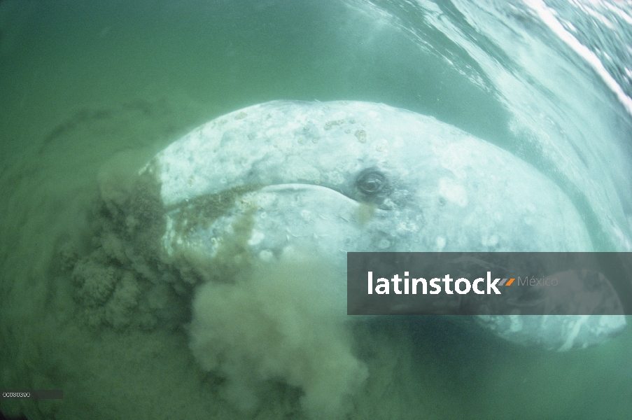 Parte inferior de la ballena gris (Eschrichtius robustus) alimentación, isla de Vancouver, Columbia 