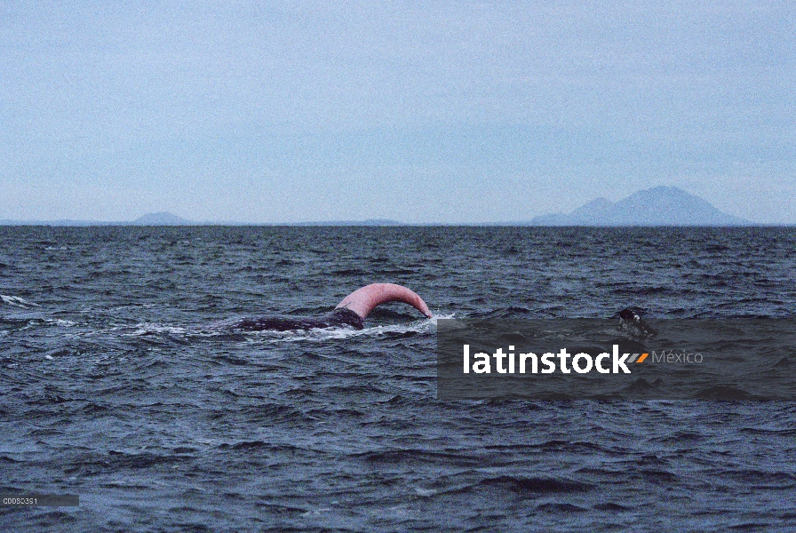 Pene erecto de la ballena gris (Eschrichtius robustus), Baja California, México