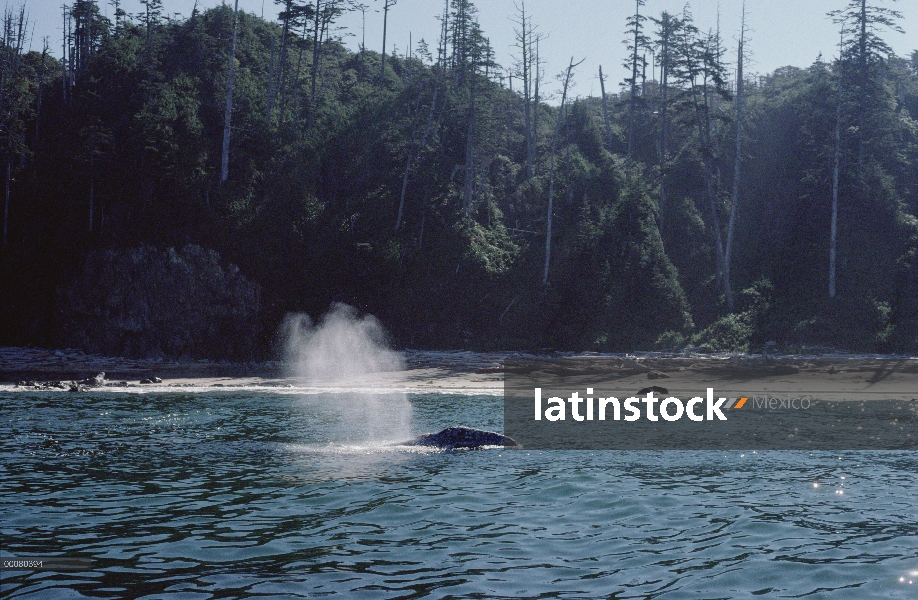 Ballena gris (Eschrichtius robustus) echa en chorro, isla de Vancouver, Columbia Británica, Canadá