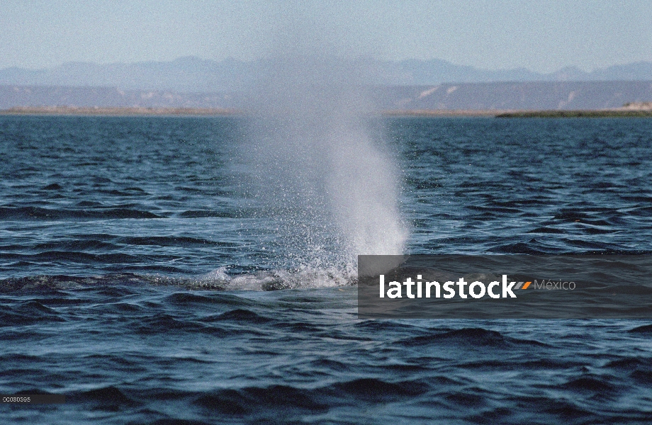 Ballena gris (Eschrichtius robustus) brota, Laguna San Ignacio, Baja California, México