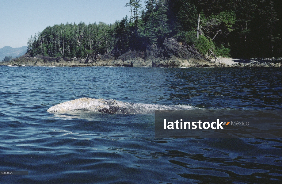 Ballena gris (Eschrichtius robustus) superficie, isla de Vancouver, Canadá