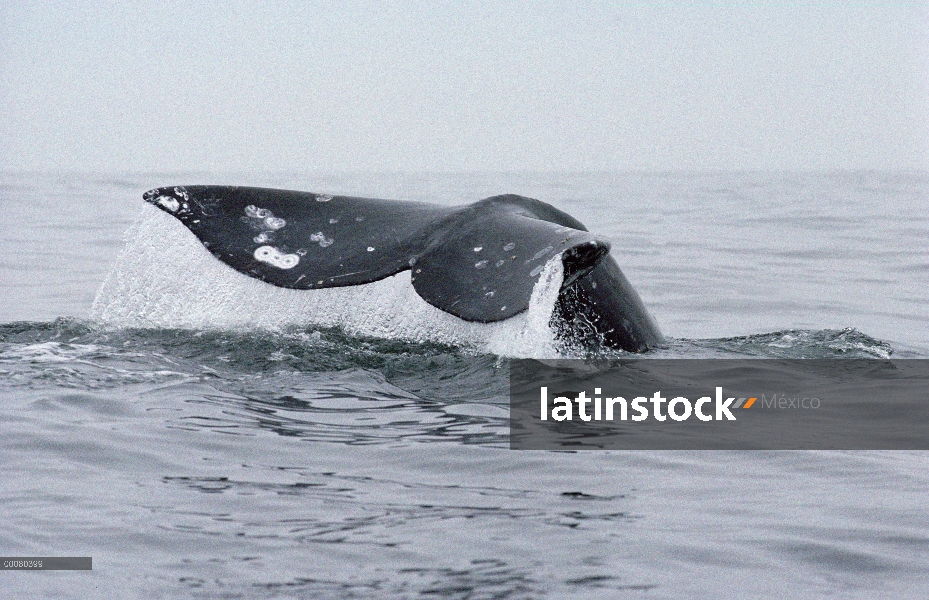 Cola de la ballena gris (Eschrichtius robustus) al final de la ruta migratoria de norte de isla de V