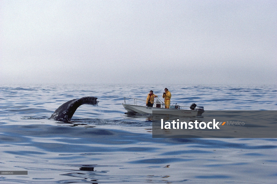 Cola de ballena gris (Eschrichtius robustus) observada por el buque de investigación, Laguna San Ign