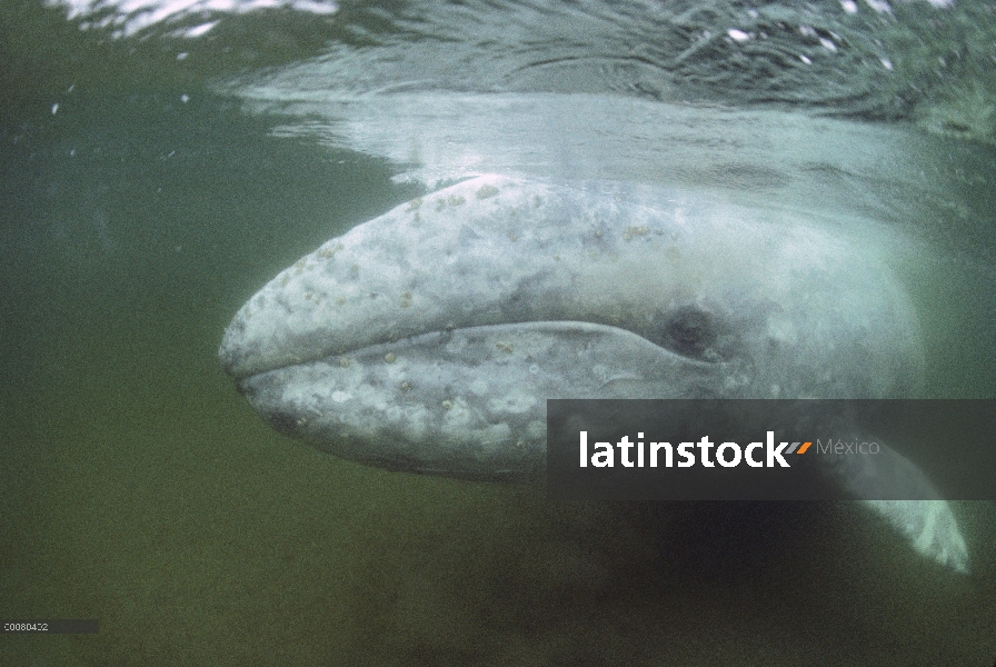 Ballena gris (Eschrichtius robustus) en aguas poco profundas, isla de Vancouver, Columbia Británica,