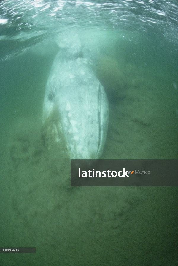 Parte inferior de la ballena gris (Eschrichtius robustus) de alimentación, las islas de Vancouver, C