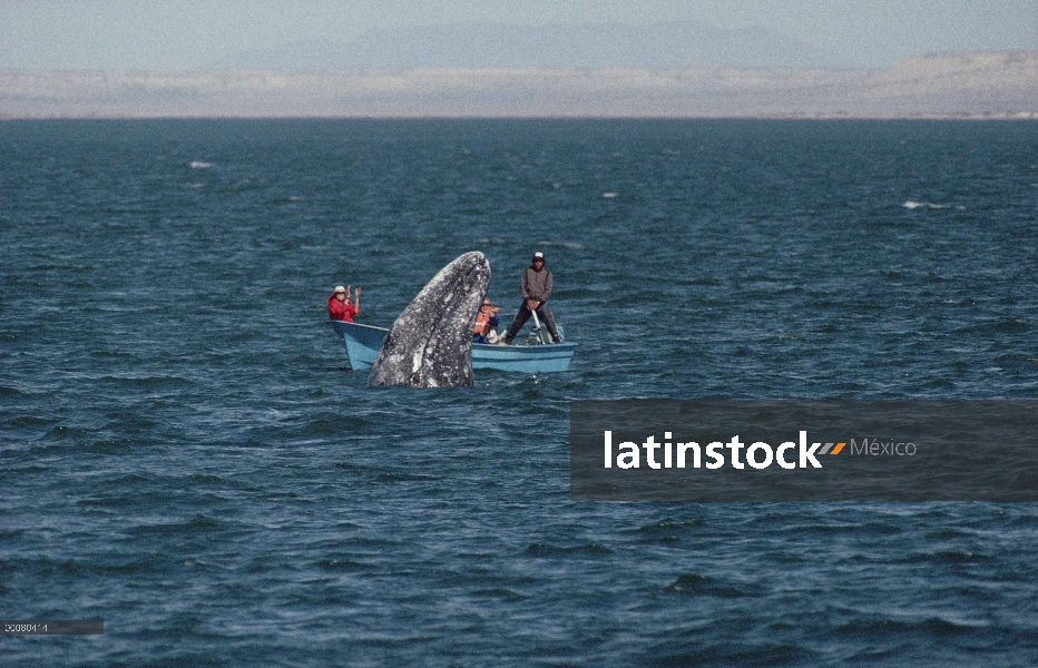 Dos de la ballena gris (Eschrichtius robustus), visto por los turistas, Laguna San Ignacio, Baja Cal