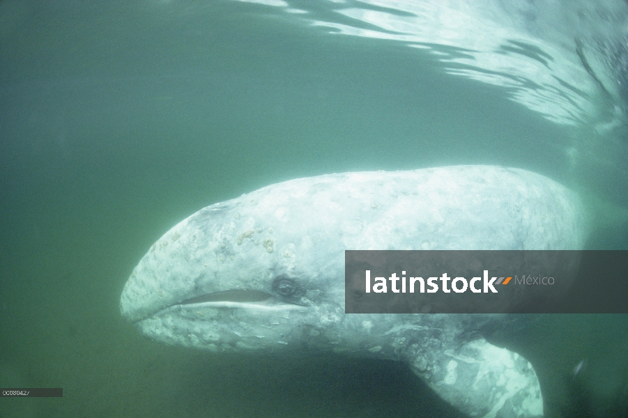 Retrato de ballena gris (Eschrichtius robustus), bajo el agua, isla de Vancouver, Columbia Británica