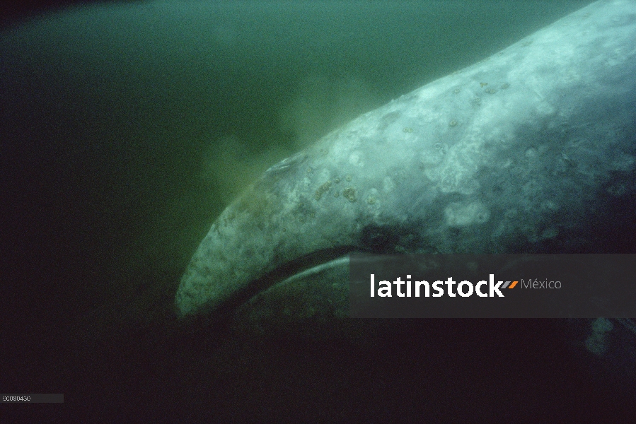 Parte inferior de la ballena gris (Eschrichtius robustus) alimentación, isla de Vancouver, Columbia 