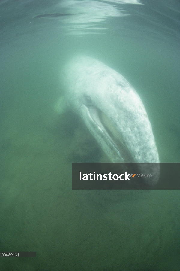 Parte inferior de la ballena gris (Eschrichtius robustus) alimentación, isla de Vancouver, Columbia 