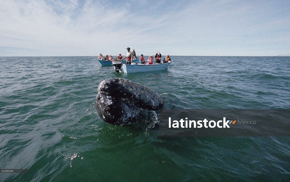 Ballena gris (Eschrichtius robustus) visto por los turistas, Laguna San Ignacio, Baja California, Mé