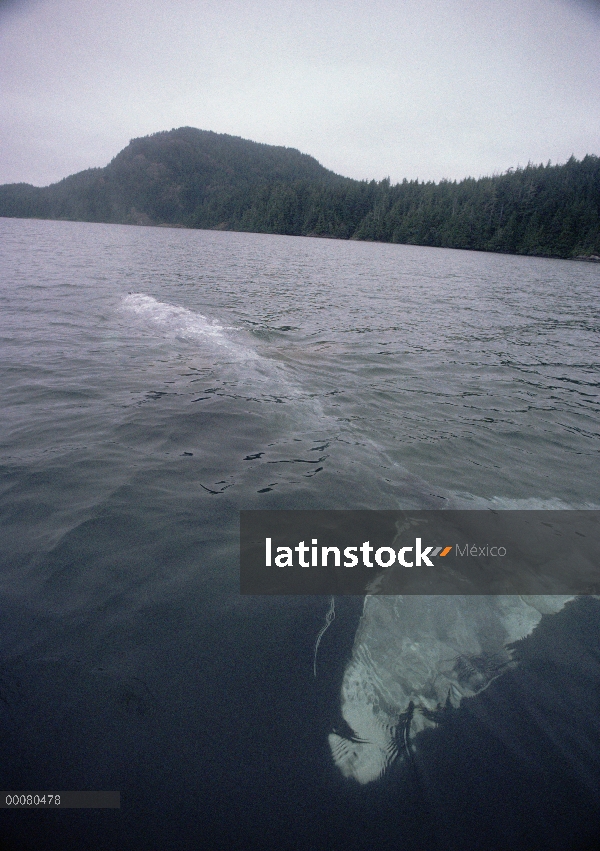 Cola de la ballena gris (Eschrichtius robustus) en la superficie del agua, Vancouver, Canadá