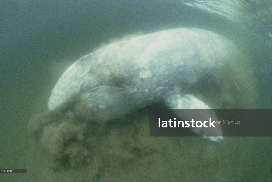 Parte inferior de la ballena gris (Eschrichtius robustus) alimentación, isla de Vancouver, Columbia 