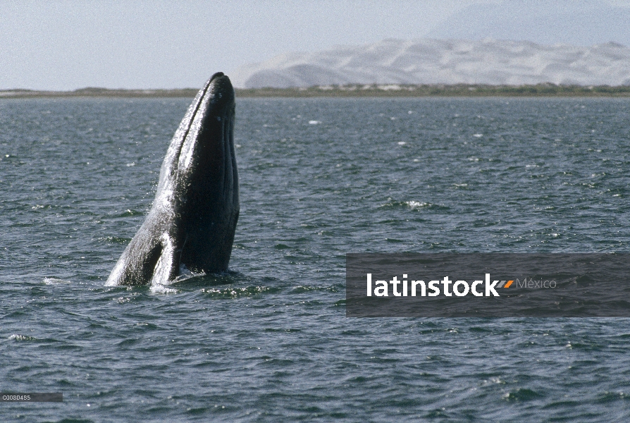 Gris dos ballenas (Eschrichtius robustus) en la laguna de parto, Baja California, México