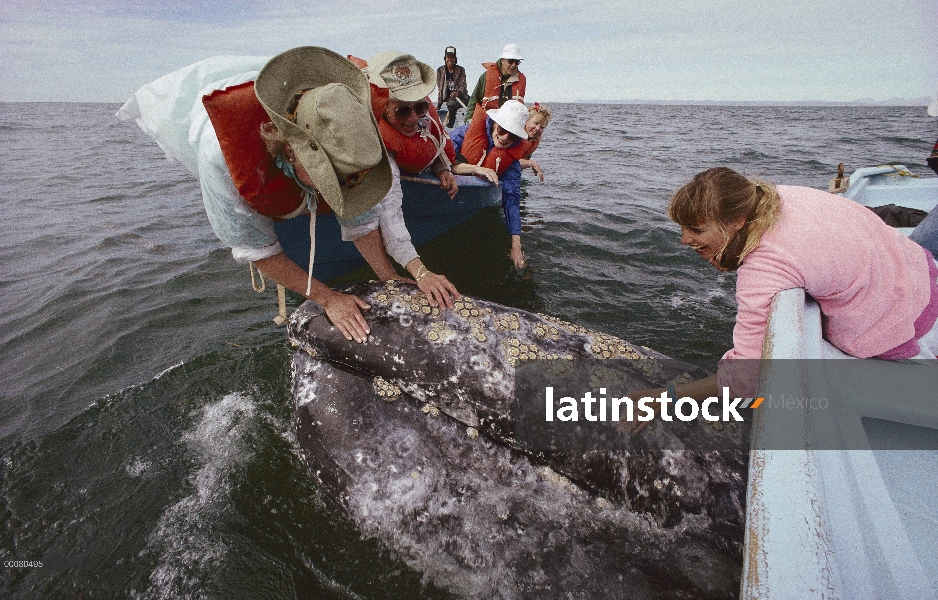 Ballena gris (Eschrichtius robustus) con turistas, Laguna San Ignacio, Baja Calfornia, México