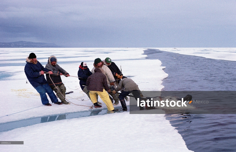 Narval (Monodon monoceros) siendo acarreados hacia fuera por Inuits, isla de Baffin, Canadá