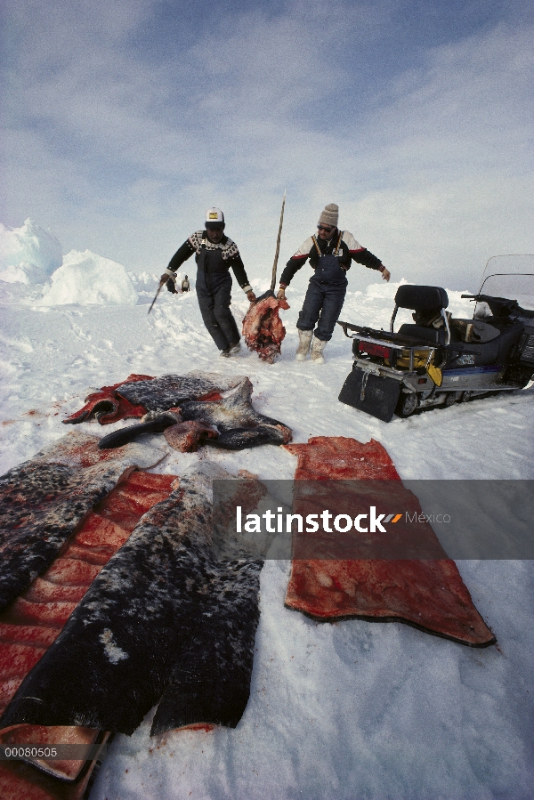 Carne de narval (Monodon monoceros) por Inuits, isla de Baffin, Canadá