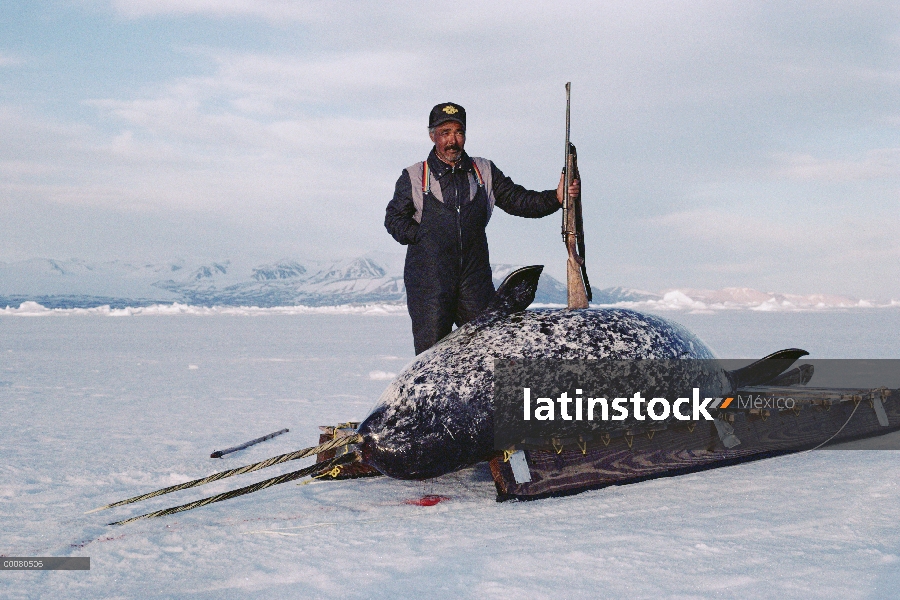 Canal de narval (Monodon monoceros) con dos colmillos con cazador Inuit, isla de Baffin, Canadá