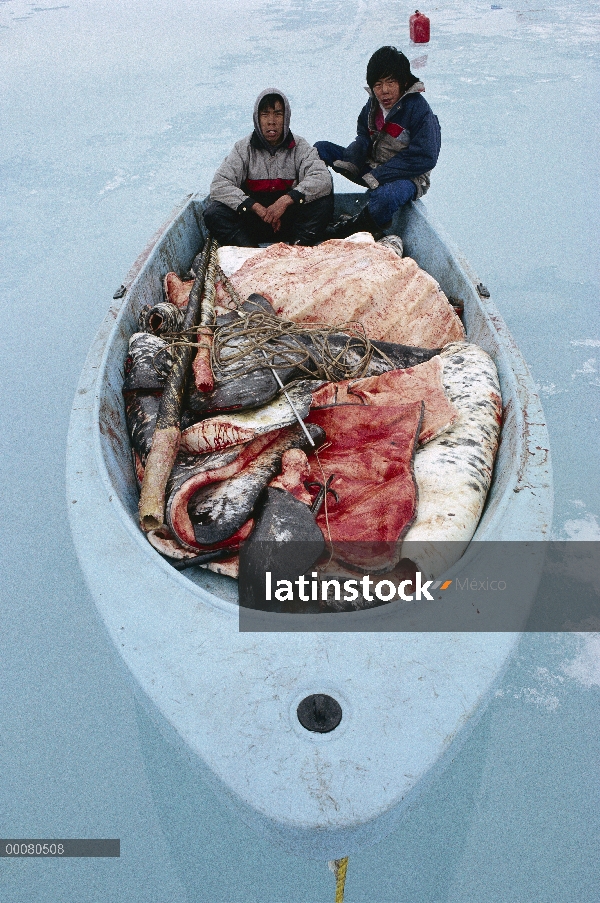 Narval (Monodon monoceros) carne y cazadores Inuit, isla de Baffin, Canadá