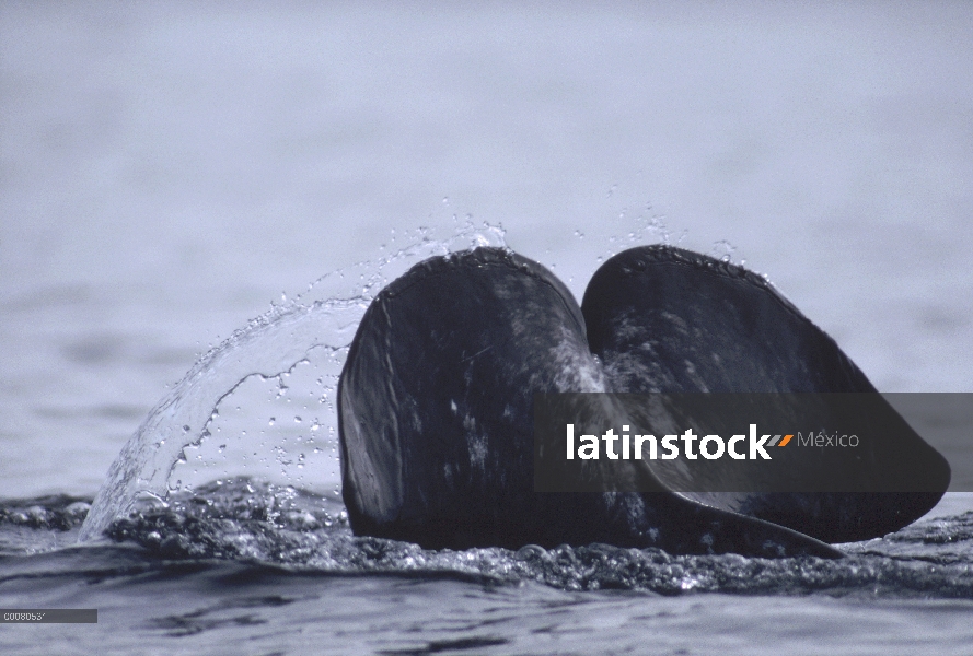 Cola de narval (Monodon monoceros), isla de Baffin, Nunavut, Canadá