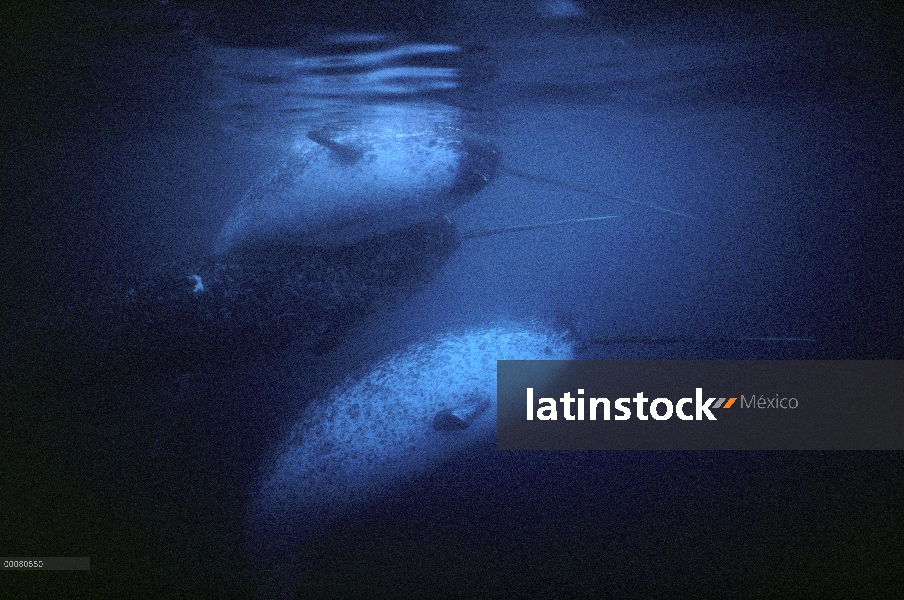 Narval (Monodon monoceros) los varones bajo el agua, isla de Baffin, Nunavut, Canadá