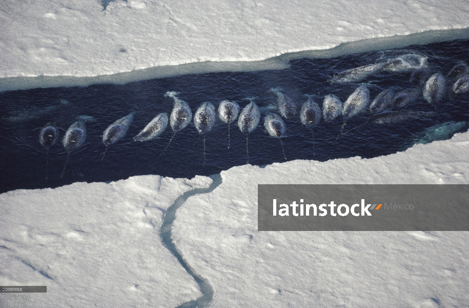 Grupo de Narwhal (monoceros de Monodon) en rotura de hielo, isla de Baffin, Nunavut, Canadá