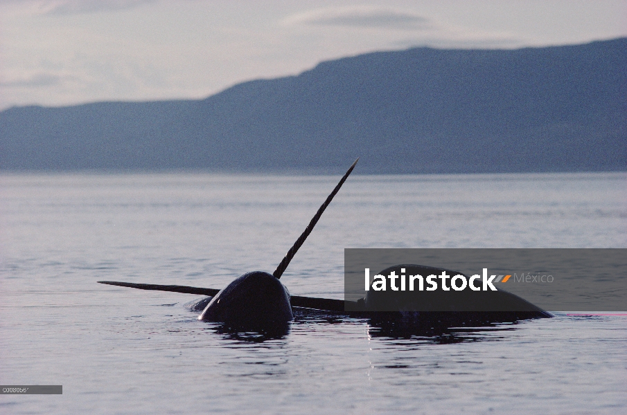 Dos machos de narval (Monodon monoceros) lucha, isla de Baffin, Canadá