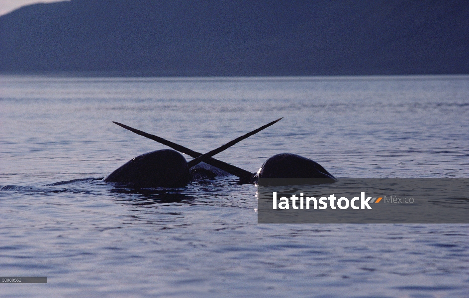 Narval (Monodon monoceros) dos machos luchando, isla de Baffin, Nunavut, Canadá