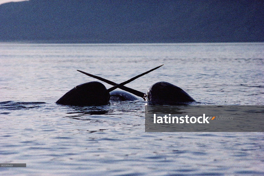 Los machos de narval (Monodon monoceros) sparring sobre el cadáver de la mujer muerta, isla de Baffi