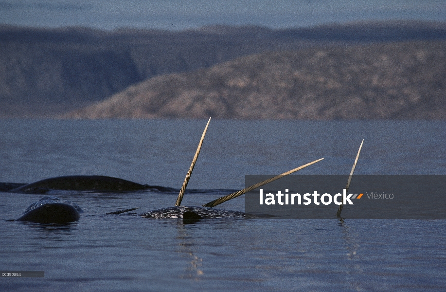 Grupo de narval (Monodon monoceros) con colmillos sobre la superficie, isla de Baffin, Nunavut, Cana