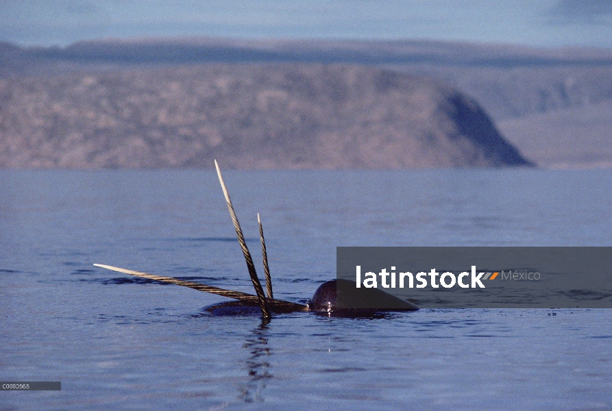 Narval (Monodon monoceros) los hombres lucha, isla de Baffin, Nunavut, Canadá