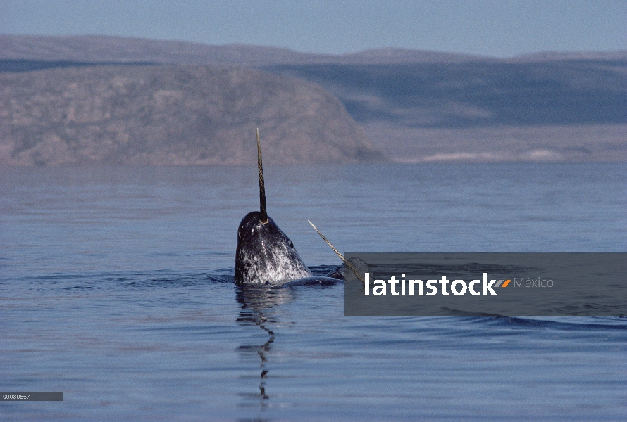 Machos de narval (Monodon monoceros) duelo, isla de Baffin, Canadá