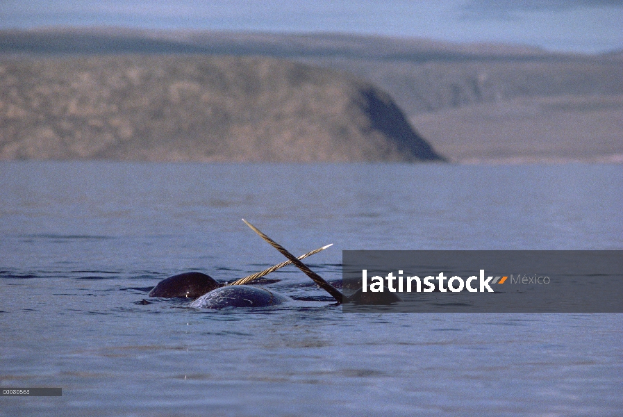 Narval (Monodon monoceros) peleando por el canal de la mujer muerta, isla de Baffin, Canadá