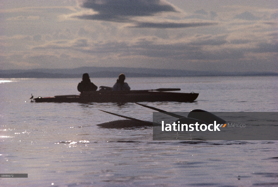 Los investigadores John Ford y Debbie Kavanagh buscando narval (Monodon monoceros) de kayak, isla de