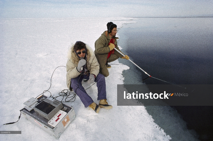 Investigadores de narval (Monodon monoceros) grabación de vocalizaciones, isla de Baffin, Canadá