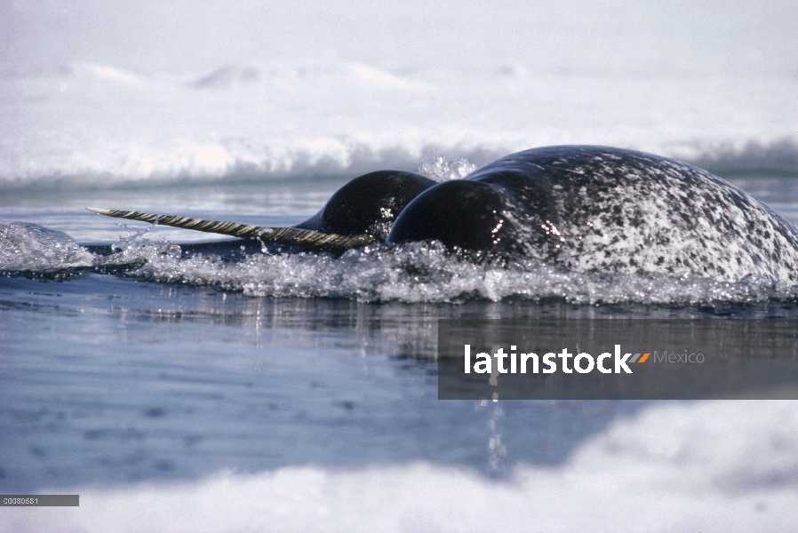 Par de narval (Monodon monoceros) superficie, isla de Baffin, Nunavut, Canadá