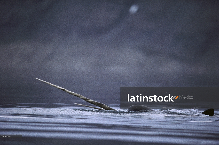 Hombre de narval (Monodon monoceros) superficie, territorios del noroeste canadiense