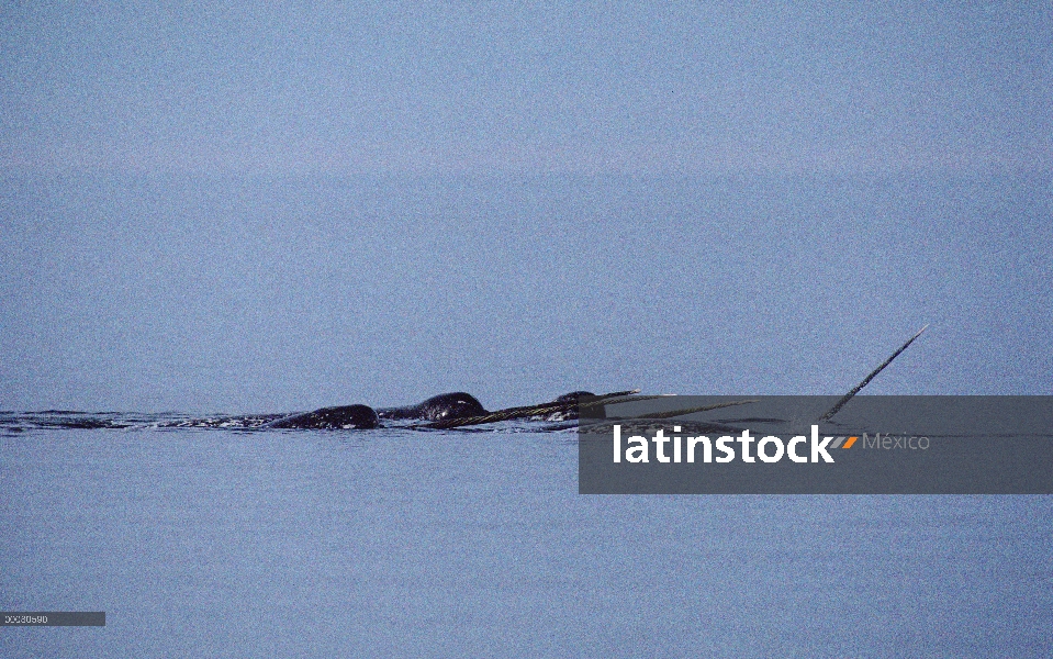 Grupo de Narwhal (monoceros de Monodon) en la superficie del agua