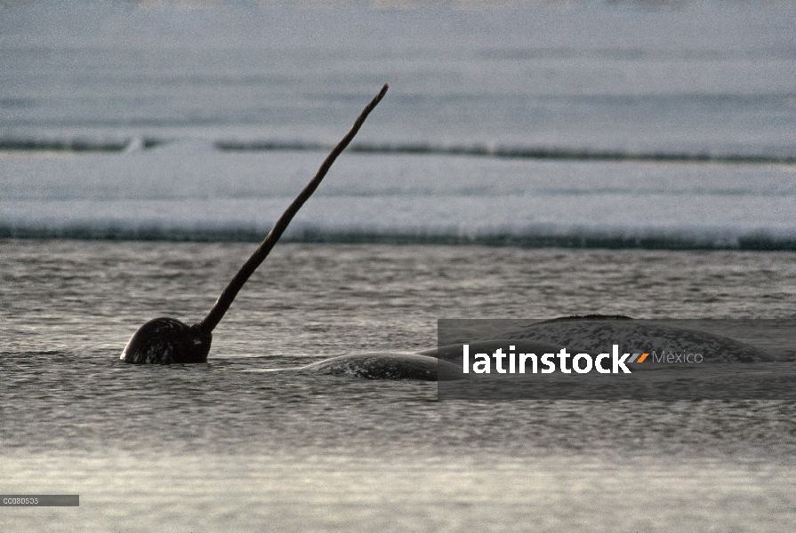 Narval (Monodon monoceros) superficie, isla de Baffin, Nunavut, Canadá