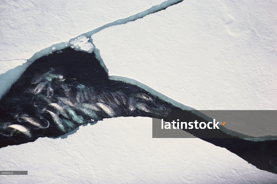 Narval (Monodon monoceros) pod en plomo en hielo, isla de Baffin, territorios del noroeste, Canadá