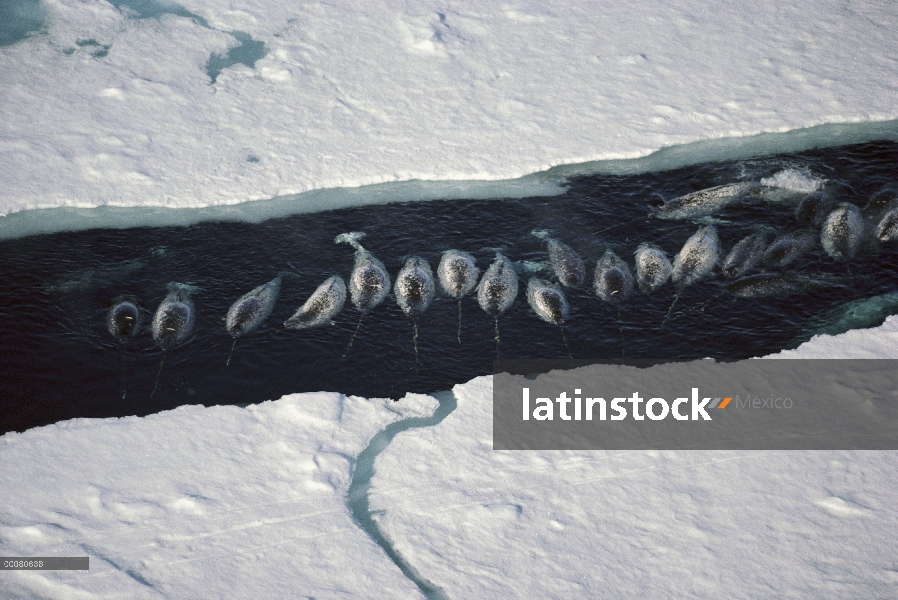 Grupo de Narwhal (monoceros de Monodon) en rotura de hielo, isla de Baffin, Nunavut, Canadá