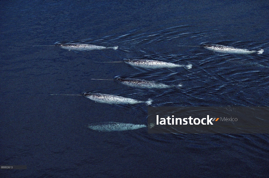 Grupo de narval (Monodon monoceros) de machos, isla de Baffin, Nunavut, Canadá