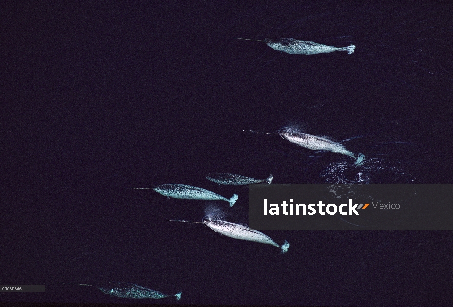 Vista aérea de narval (Monodon monoceros) del grupo hombres, isla de Baffin, Canadá