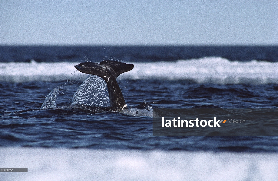 Platija del narval (Monodon monoceros) de buceo ballena, isla de Baffin, territorios del noroeste, C